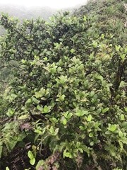 Kadua munroi
