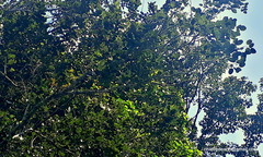 Pterocarpus santalinus