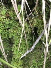 Atrichum tenellum