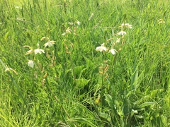 Eulophia calanthoides