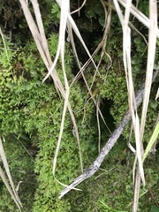 Atrichum tenellum