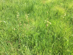 Eulophia calanthoides