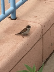 Passer domesticus