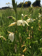 Eulophia calanthoides