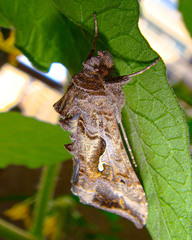 Autoplusia gammoides