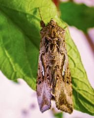 Autoplusia gammoides