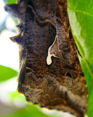 Autoplusia gammoides