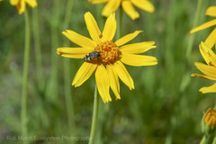 Acmaeodera idahoensis
