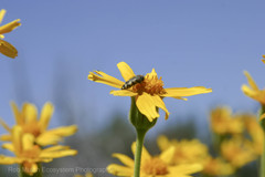 Acmaeodera idahoensis