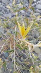 Mentzelia laevicaulis