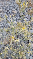 Mentzelia laevicaulis