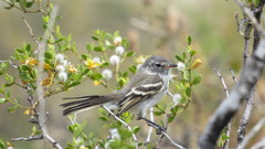 Anairetes flavirostris