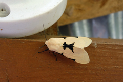 Spilarctia comma