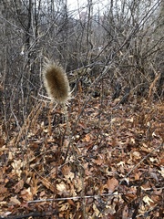 Dipsacus fullonum