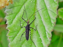 Zelus laticornis