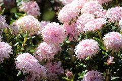Pimelea hispida