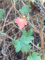 Ribes divaricatum