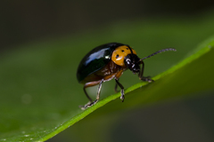 Morphosphaera caerulea