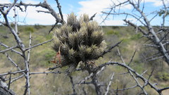 Tillandsia pedicellata
