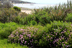 Pimelea hispida