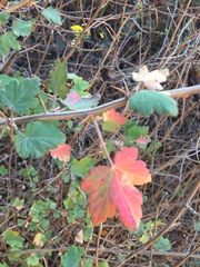 Ribes divaricatum