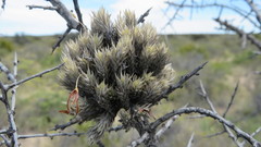 Tillandsia pedicellata