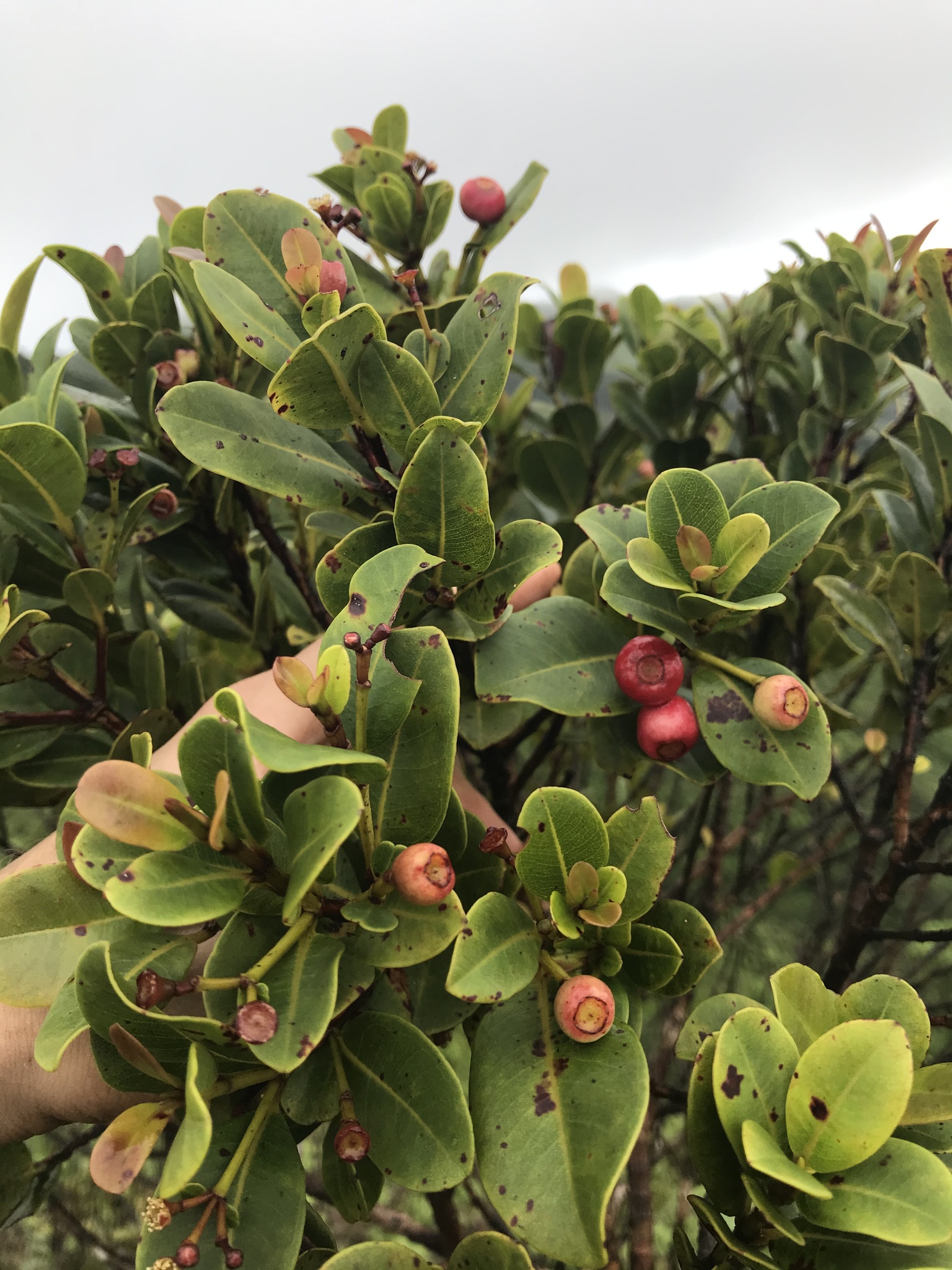 Syzygium sandwicense