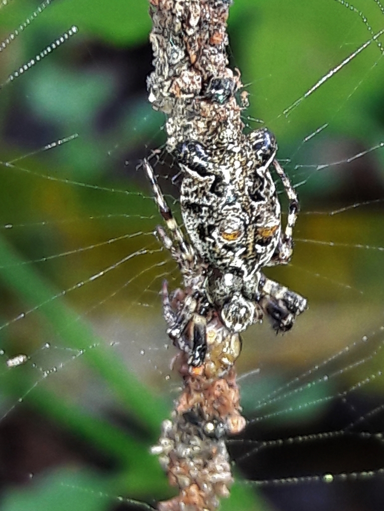 orb weavers