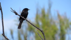Knipolegus hudsoni