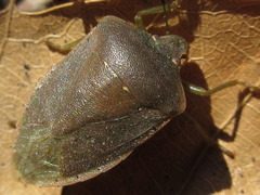 Nezara antennata