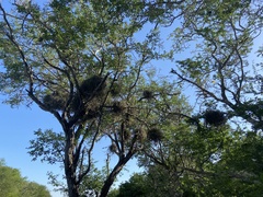 Tillandsia baileyi