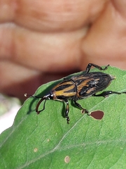 Metamasius hemipterus