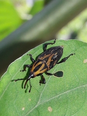 Metamasius hemipterus