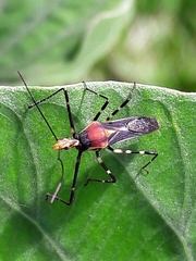 Zelus laticornis
