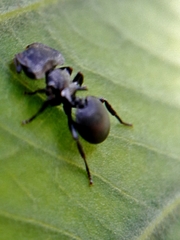 Cephalotes pusillus