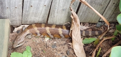 Tiliqua