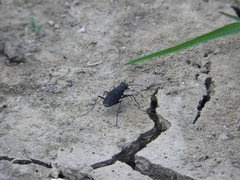 Cicindela