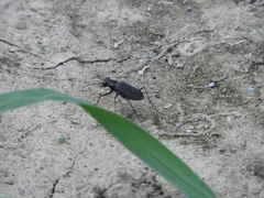 Cicindela