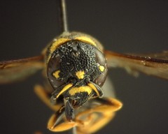 Parancistrocerus pedestris