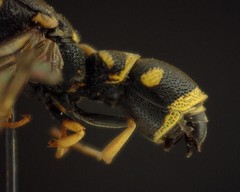 Parancistrocerus pedestris