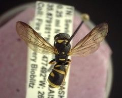 Parancistrocerus pedestris