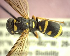 Parancistrocerus pedestris