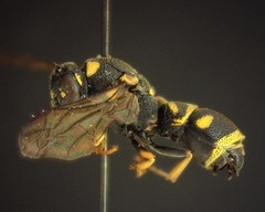 Parancistrocerus pedestris