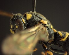 Parancistrocerus pedestris