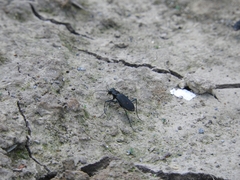 Cicindela
