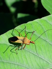 Zelus laticornis