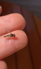 Allograpta hortensis