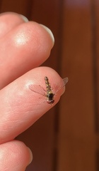 Allograpta hortensis