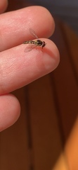 Allograpta hortensis
