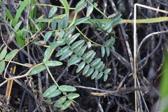 Vicia gigantea